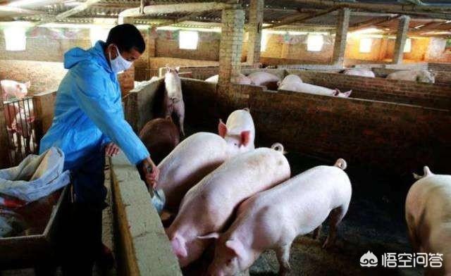 非洲猪瘟接近尾声，未来养猪业如何发展，还有多少人从事这一行业