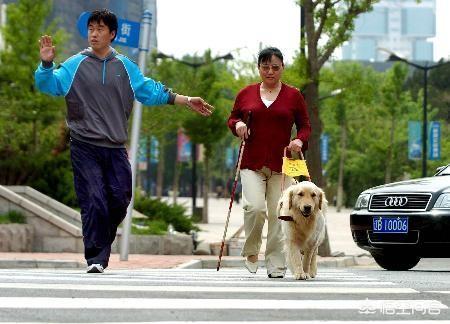 女交警带导盲犬乘公交被拒:导盲犬乘车遭拒，合肥公交集团回应了, 你怎么看？