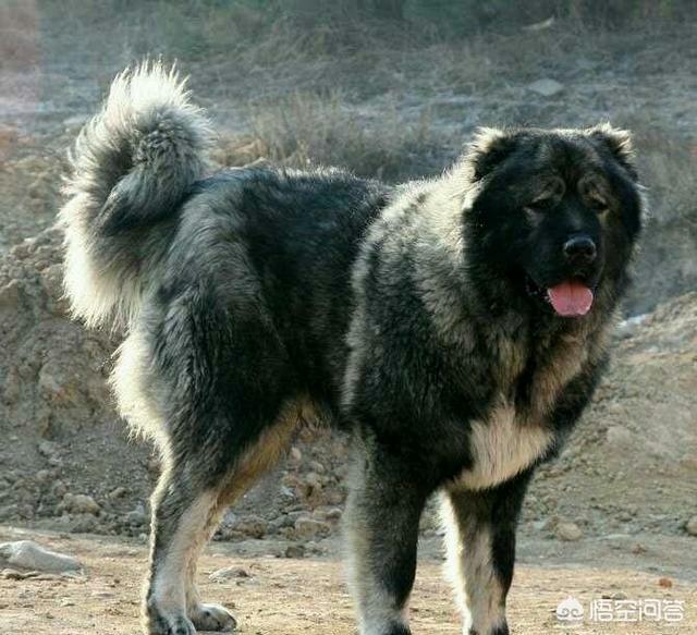 土佐斗犬vs藏獒:世界上哪些狗，可以打得过我国的原始藏獒？为什么？
