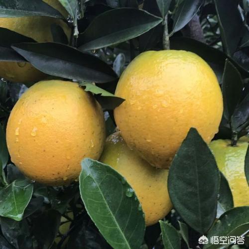 头条问答 - 收购脐橙落地果来有什么用?是做药材吗?(1个回答)