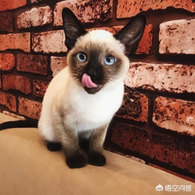 挪威森林猫凶吗:为何说猫除了人类就没有天敌了？