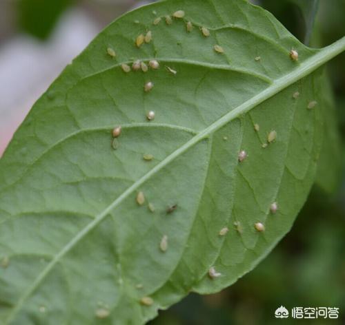 牙虫长什么样，蚜虫分黄蚜，绿蚜，黑蚜等，什么样蚜虫难防治？