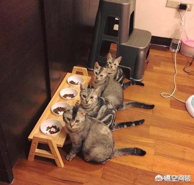 聚众吸猫是啥意思是什么:猫咪聚众吸猫草会是一种怎样的体验？