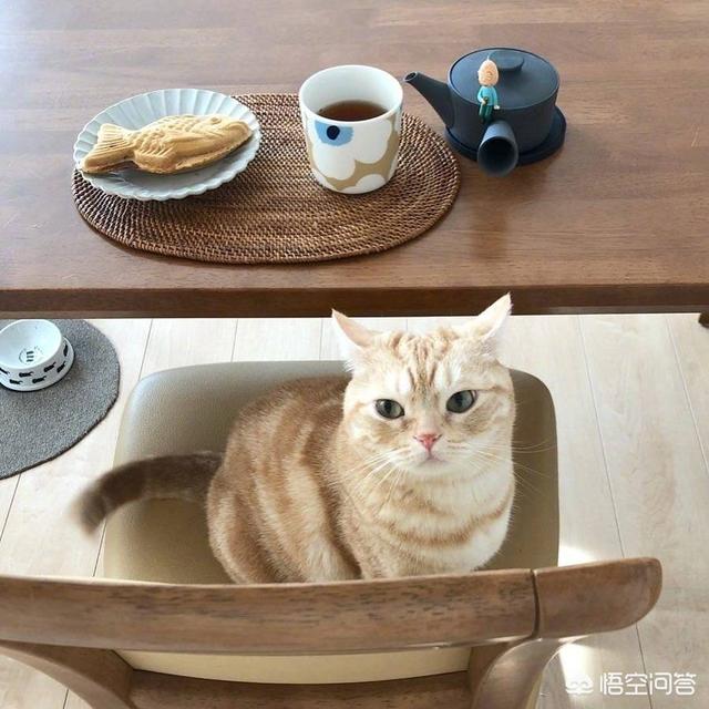 斗牛犬图片和萌小孩:法国斗牛犬明明就很可爱，为什么相对来说养的人不多？