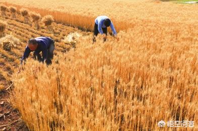麦子什么时候成熟，今年小麦应该什么时间收玉米应该什么时间种