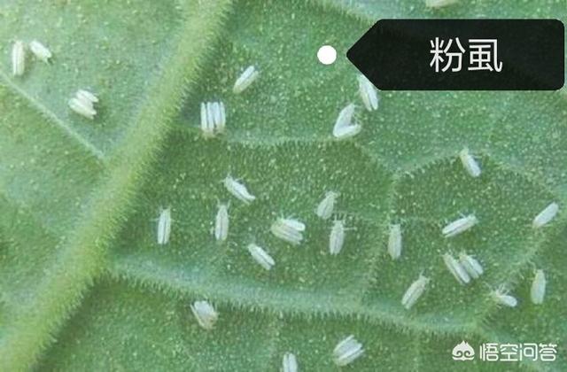 灭虫灵粉灭虱子怎么用:怎么对付飞虱、粉虱、木虱、椿象、蚜虫类害虫？