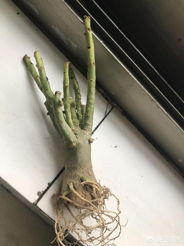 沙漠玫瑰软腐病:盆栽的沙漠玫瑰根部腐烂了，应该怎么处理？