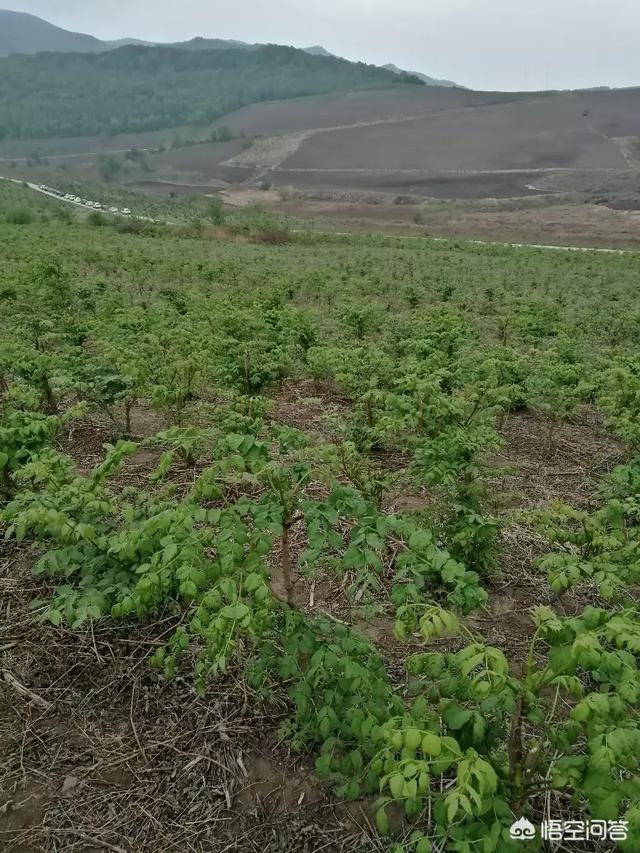 在农村你觉得最好吃的也野菜是哪一种？