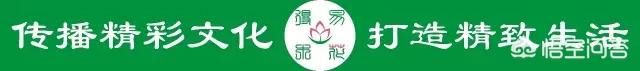 盆景五大流派:做盆栽的话，需要什么样的技术？