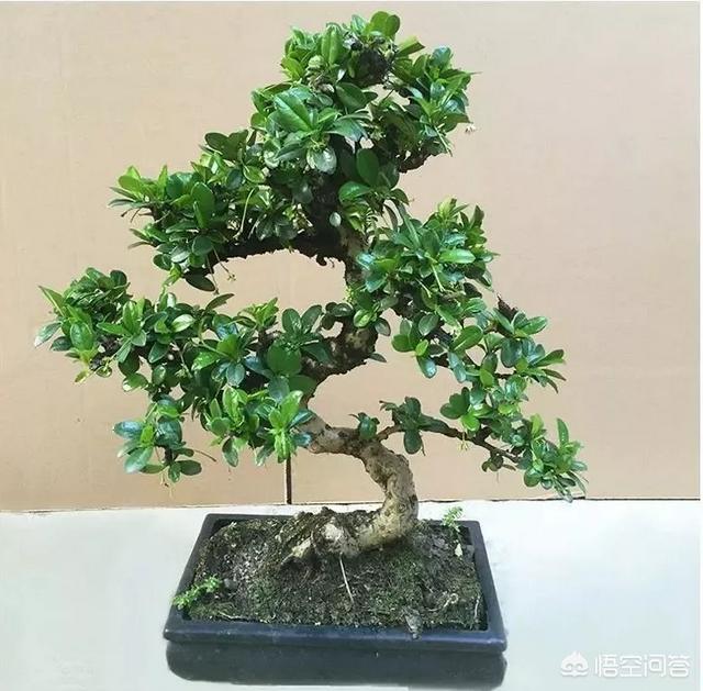 盆景五大流派:做盆栽的话，需要什么样的技术？