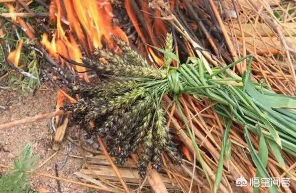 男子当街生火烤狗画面残忍:残忍虐杀流浪狗，成都理工大学研究生被退学, 你怎么看？