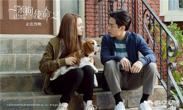 狗狗心事2006版:《一条狗的回家路》和《一条狗的使命》，哪部好看？