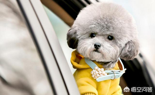 罗威纳幼犬到家:我在网上买了一只2个月的小泰迪，回到家，我应该怎么做？