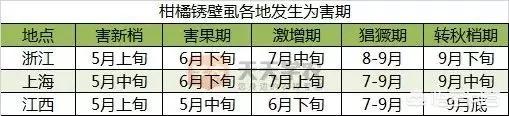 锈壁虱用何种药:沙糖桔受锈壁虱侵害，要怎么样挽救？