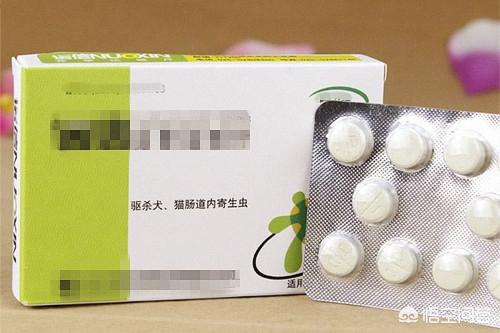 精品约克夏图片:约克夏大便软红红的，约克夏拉红的软便怎么办呢？
