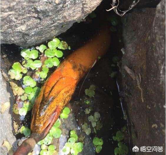 怎么分辨石头缝里是否有黄鳝?