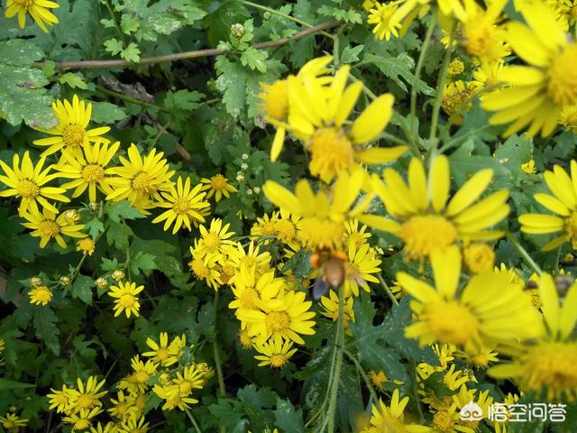 关于蜜蜂的知识有哪些简单:请问蜜蜂身体结构是什么东西构成的？