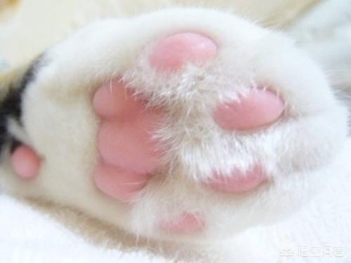 猫爪子:猫咪总是用爪子刨一个地方是怎么回事呢？