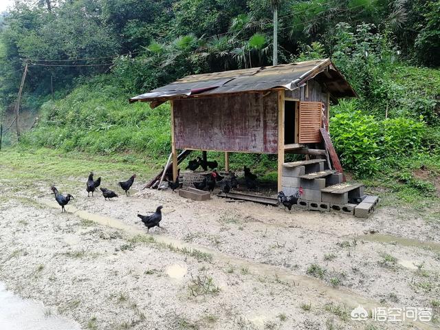 想在老家散养土鸡,如何搭建鸡舍比较合理?-惠修网