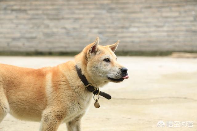 狗孩论坛地址:狗狗走丢了，怎样找回来？