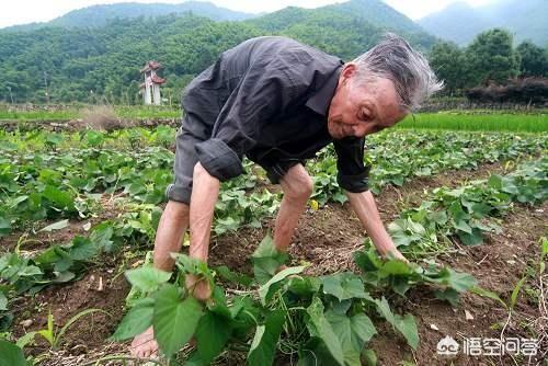 现在农村里种植红薯还翻藤吗？红薯到底要不要翻藤控旺,有什么依据吗？