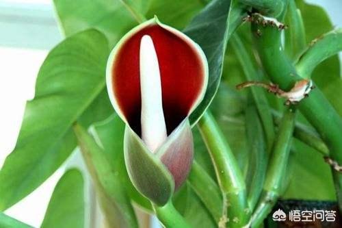 尸香魔芋花:绿箩开花很漂亮，养多长时间能开花