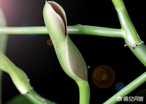 尸香魔芋花:绿箩开花很漂亮，养多长时间能开花