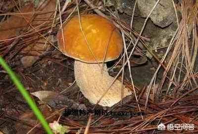 云南淋可可是真的吗:云南有哪些已经消失的香烟