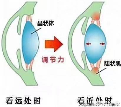 带花狗狗图片大全:哪些狗狗长得一副帅气模样，内里却是“绣花枕头”？