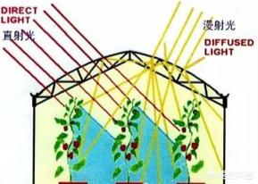 铁线蕨图片:散射光棚膜适用哪些作物？