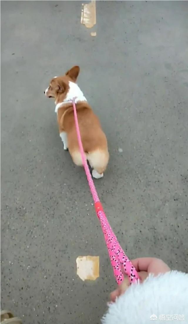 北京柯基犬:为啥养柯基的人越来越多？