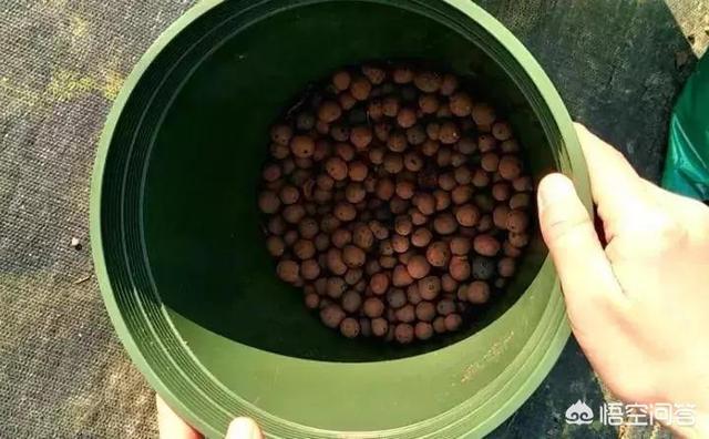 花土里加火山石:盆栽花卉底部垫上陶粒有什么好处和弊端？