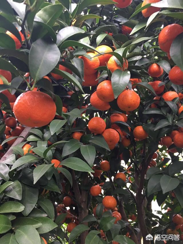 柑橘种植中如何同时消灭红蜘蛛、白蜘蛛、黄蜘蛛,及卵幼螨若螨成螨形态？