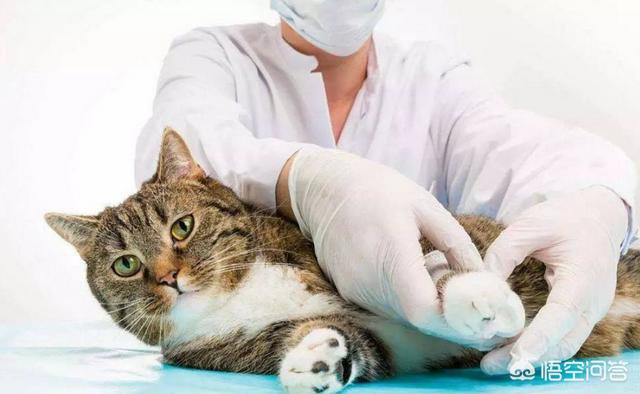 英短尿血是怎么回事？-头条问答