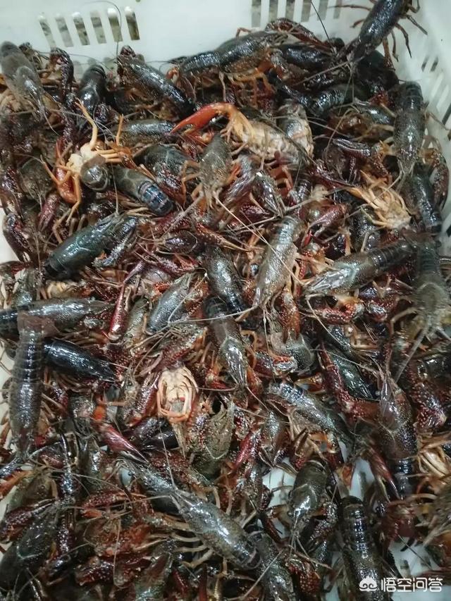 小龙虾吃什么:养小龙虾，小龙虾吃饲料与吃鱼肉养出来的有什么分别？