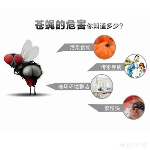 家里苍蝇太多怎么消灭最好:苍蝇多了怎么办?怎么快速消灭干净？