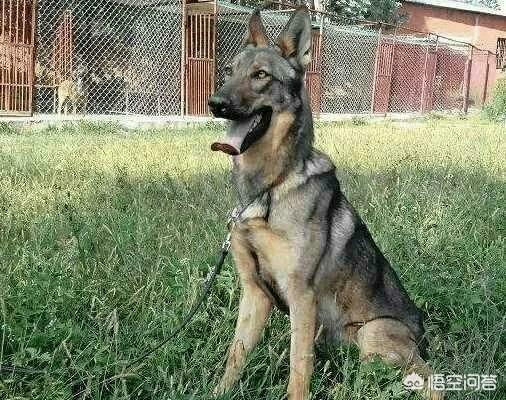 昆明狼犬图片大全:我国智商最高的狼犬是哪一种？为什么？ 法国狼犬图片大全