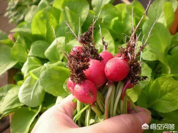 樱桃番茄种植技术视频:樱桃萝卜的种植方法有哪些？