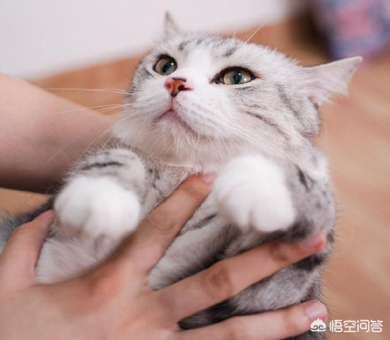 猫发出咕噜咕噜的声音是什么意思_百度知道:猫的各种叫声是什么意思？