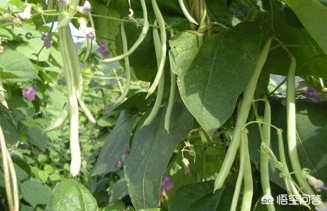 九月多吃四季豆对身体有好处吗，如何种植四季豆种植过程中应注意哪些如何预防病虫害的发生