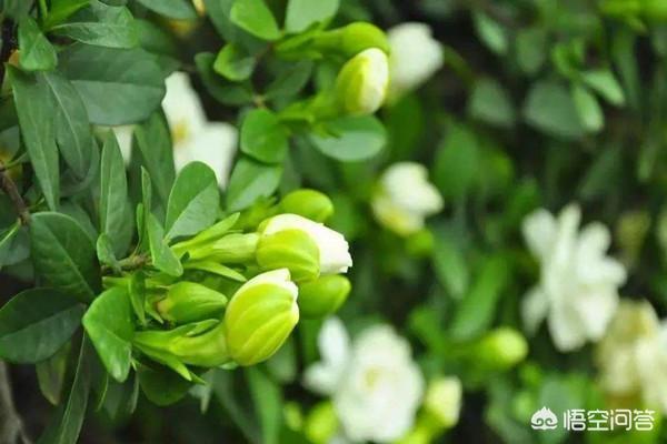 今日芒种，有啥习俗，吃点啥好，如何养生？