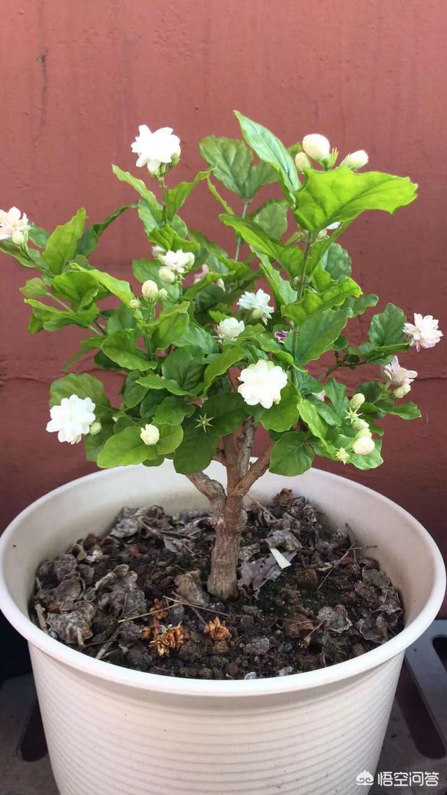 鸳鸯茉莉,茉莉花和双色茉莉哪个好养？