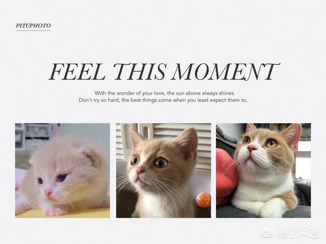 猫咪爱牛奶攻略:一个半月的猫咪喝纯牛奶还是喝酸奶好？