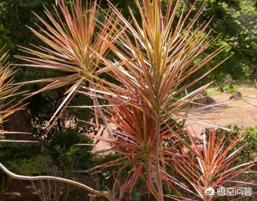 彩叶草盆景怎么养:彩叶草盆景制作方法 盆栽的彩叶千年木，应该怎么养？