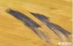 职业运动员究竟有多“恐怖”