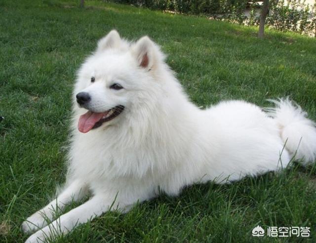 萨摩耶幼犬狗粮排名:萨摩耶一般吃什么比较好？