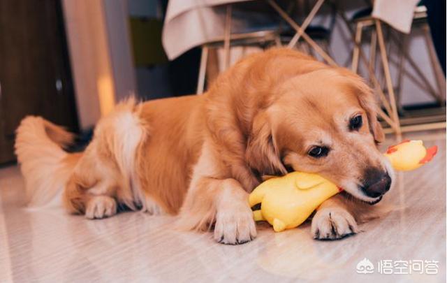 金毛犬性格缺点:金毛这么完美的狗狗也有缺点吗？有哪些缺点呢？