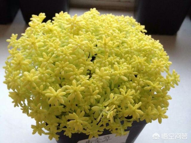 薄雪万年草:黄金万年草如何才能养到爆盆？