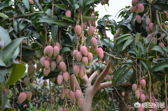 芒果已经大量上市了最近价格贵不贵？