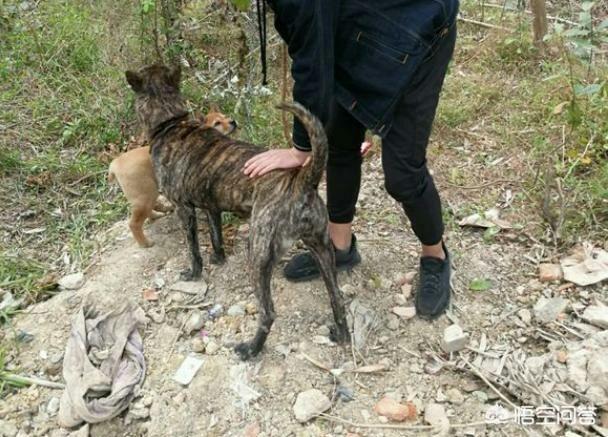 四川川东猎犬:四川省有哪些优秀的土猎犬品种？有何依据？